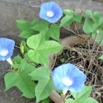 Thumbnail of related posts 163