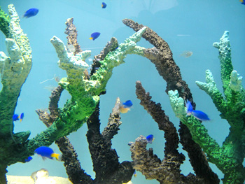トッピングヤドカリ　海ノ中道マリンワールド_c0219595_051163.jpg