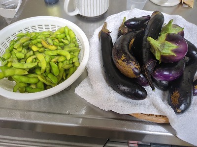菌が作った野菜は、虫に食われない！？？（自然農法の不思議）_c0219595_17514324.jpg