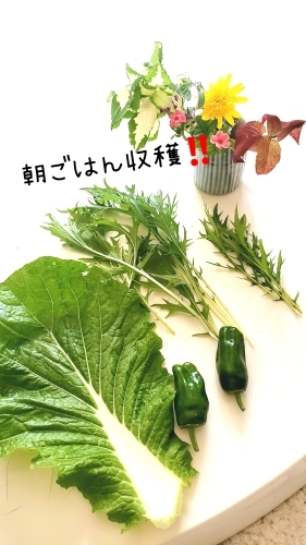 庭の雑草、実は宝の園芸資材？_c0219595_20025079.jpg