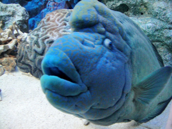トッピングヤドカリ　海ノ中道マリンワールド_c0219595_23553464.jpg
