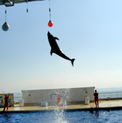 トッピングヤドカリ　海ノ中道マリンワールド_c0219595_23595845.jpg